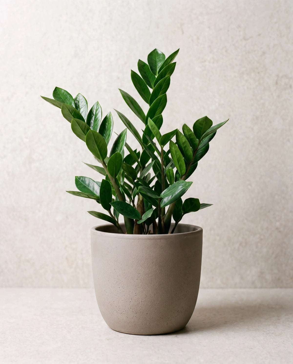 ZZ Plant
